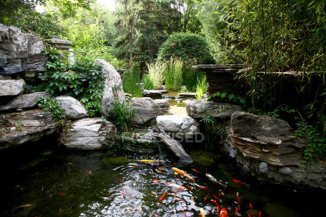 Hermoso pez dorado nadando en un tranquilo estanque de jardín - foto de stock