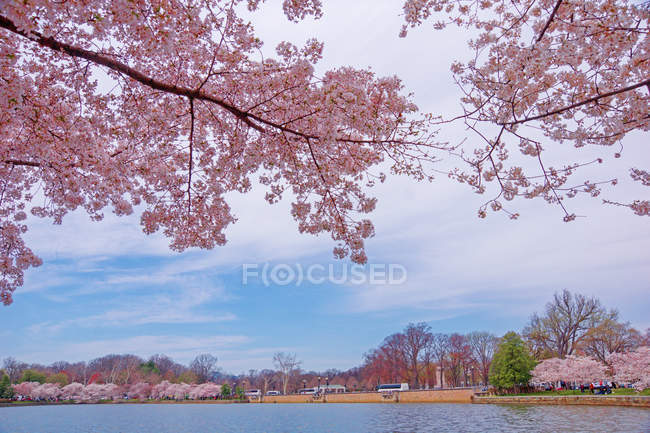 Scenery of Washington with beautiful pink blossoming trees — Stock Photo