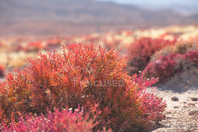 Vue rapprochée des plantes poussant dans le désert de gobi, province de Qinghai — Photo de stock