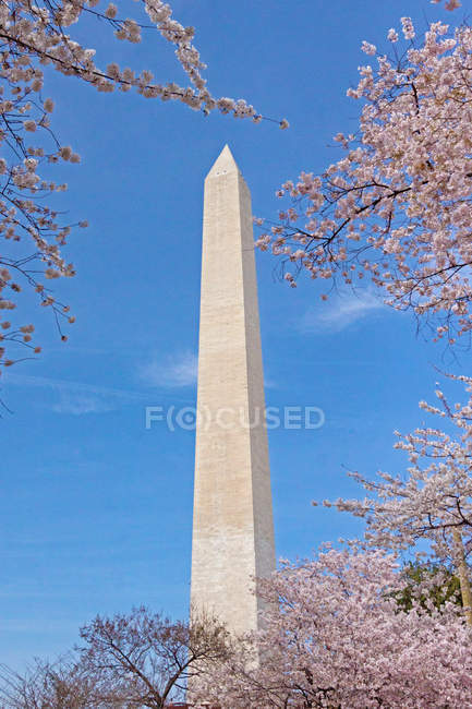 С низким углом обзора памятника Вашингтону и цветущих деревьев на фоне голубого неба — стоковое фото