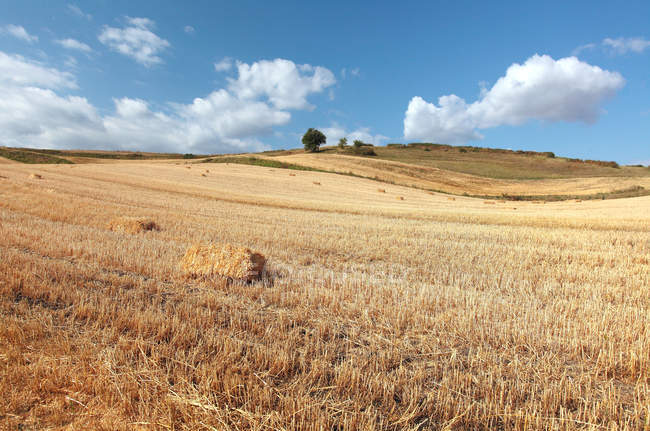 Beautiful landscape with wheat field in pingdingshan, xinjiang, china — Stock Photo