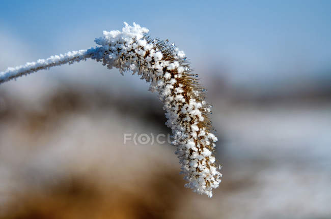 Vista de perto da planta congelada coberta de neve no parque de inverno — Fotografia de Stock