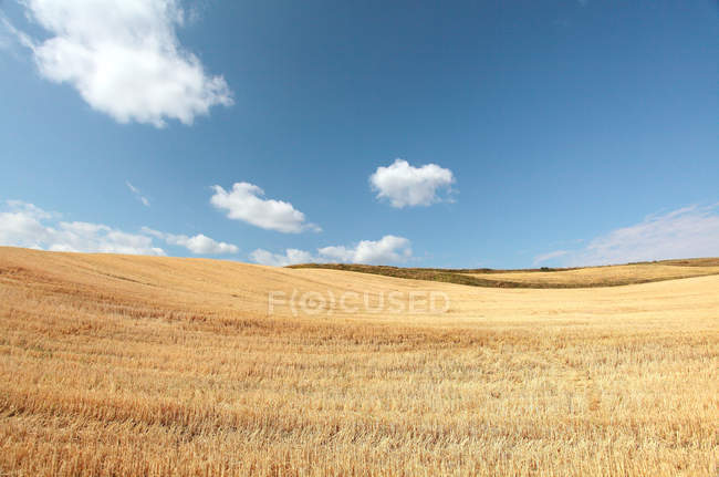 Bela paisagem com campo de trigo em pingdingshan, xinjiang, china — Fotografia de Stock