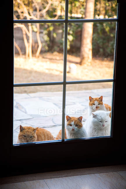 Vista através da porta de vidro de adoráveis gatos vermelhos e brancos fofos — Fotografia de Stock