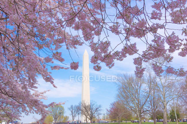 Vista de baixo ângulo do famoso Monumento de Washington e galhos de árvores florescentes — Fotografia de Stock