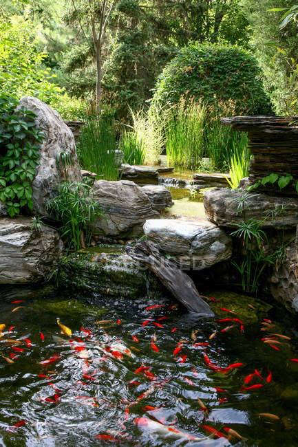 Schöne Goldfische schwimmen in ruhigen dekorativen Gartenteich — Stockfoto