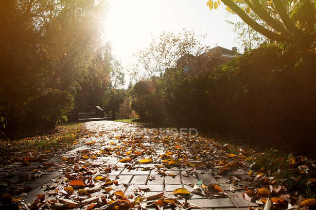 Hermosas hojas caídas en el pavimento en el parque de otoño - foto de stock