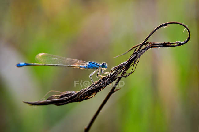 Close-up view of beautiful blue dragonfly on dry plant, side view, selective focus — Stock Photo