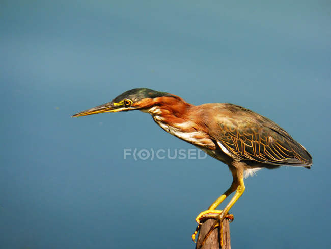Close-up view of beautiful Green heron against blue sky — Stock Photo
