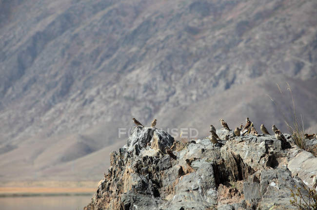 Schöne graue Spatzen auf Felsen in malerischen Bergen, Provinz Xinjiang — Stockfoto