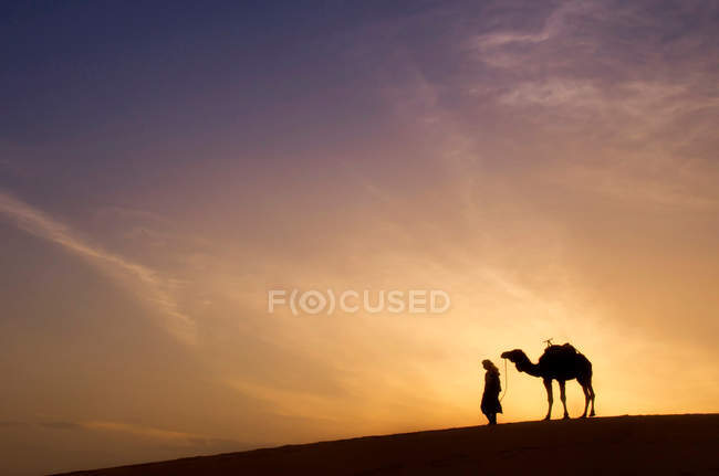 Silhouettes of man with camel walking in desert during sunrise — Stock Photo