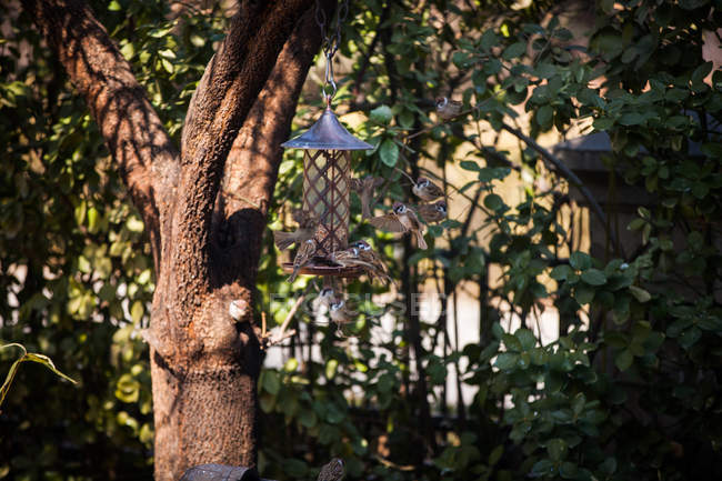 Pássaros forrageando na pendurada casa de pássaros no jardim formal — Fotografia de Stock