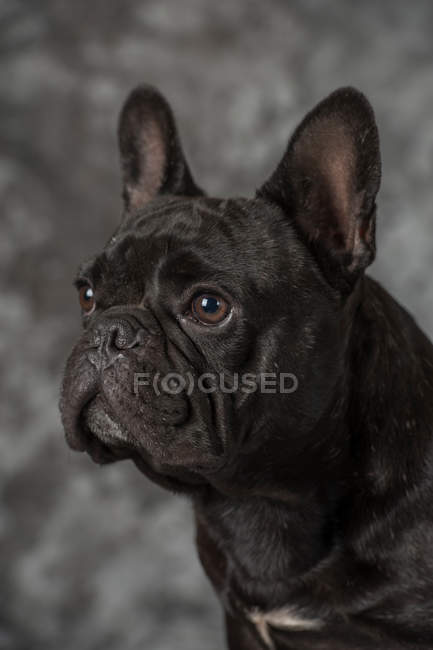 Vista de cerca del adorable bulldog francés negro mirando hacia otro lado - foto de stock