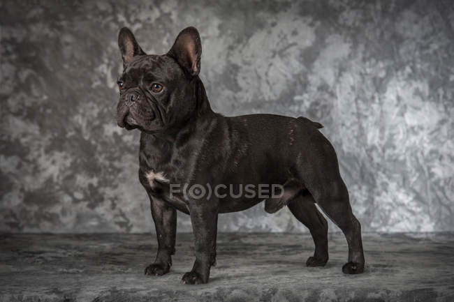 Schwarze französische Bulldogge steht und schaut weg auf grauem Hintergrund — Stockfoto