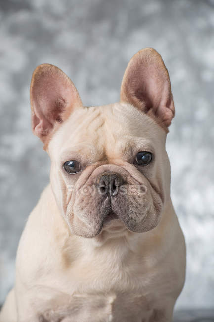 Nahaufnahme der entzückenden weißen französischen Bulldogge, die in die Kamera schaut — Stockfoto