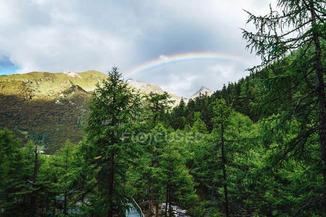Schöne Aussicht auf grüne Bäume, Berge und Regenbogen bei bewölktem Himmel — Stockfoto