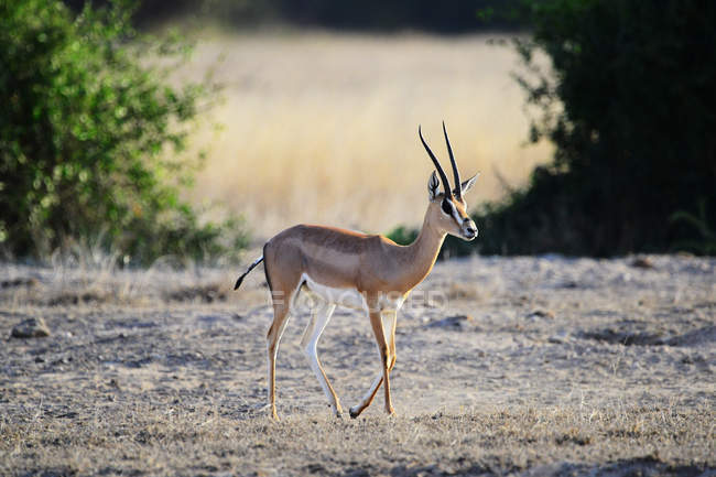 Bella gazzella sul prato erboso della Riserva Nazionale Masai Mara, Africa — Foto stock