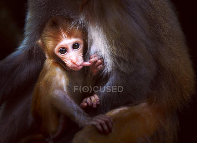 Close-up de dois adoráveis macacos adultos e bebês na vida selvagem — Fotografia de Stock