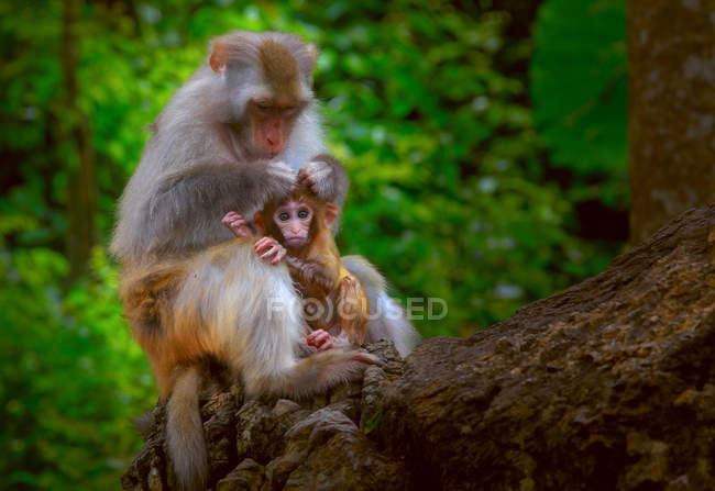 Gros plan de deux adorables adultes et bébés singes dans la faune — Photo de stock
