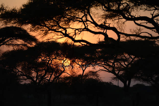 Удивительный пейзаж заката солнца с деревьями в Кении, Африка — стоковое фото
