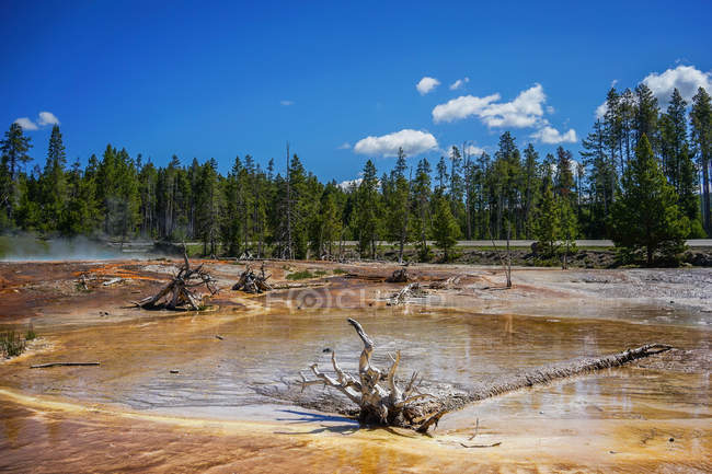 Amazing landscape with hot springs and trees in Yellowstone National Park, USA — Stock Photo