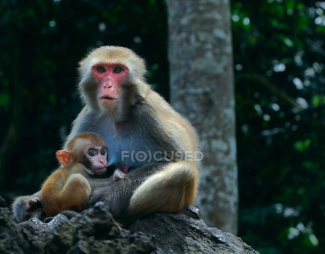 Macacos sentados em pedra e olhando para a câmera na vida selvagem — Fotografia de Stock