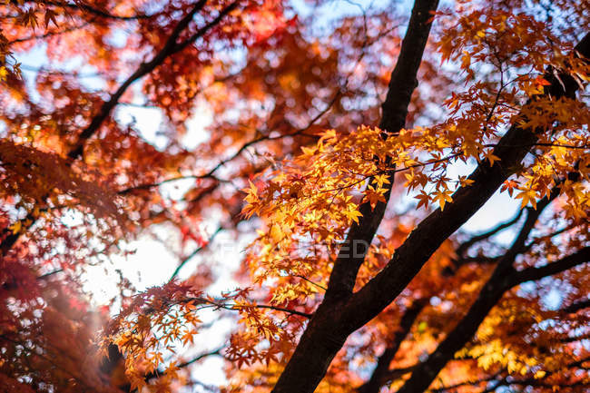 Низкий угол обзора ветвей деревьев с красивыми оранжевыми осенними листьями в Токио, Япония — стоковое фото