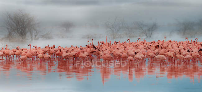 Hermosos flamencos rosados en la vida silvestre, Reserva Nacional Masai Mara, África - foto de stock