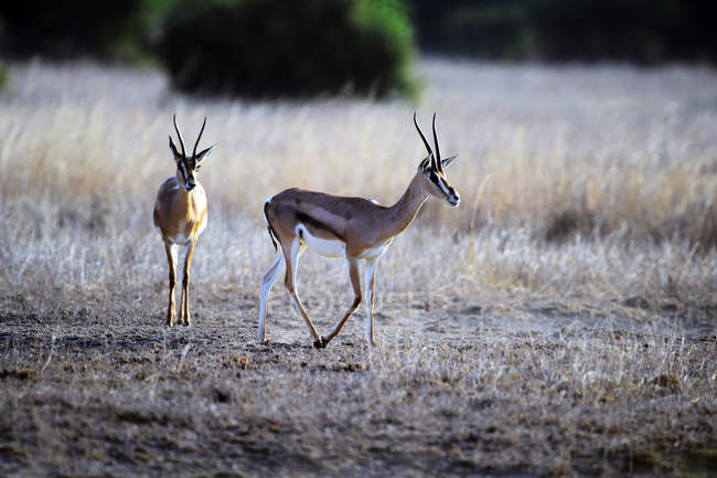 Belles antilopes sur prairie herbeuse à Masai Mara National Reserve, Afrique — Photo de stock