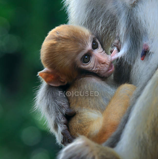 Close-up of two adorable adult and baby monkeys in wildlife — Stock Photo