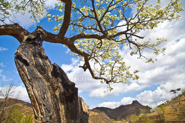 Low angle view of beautiful flowering tree and mountains at Qinghuangdao, Hebei, China — Stock Photo