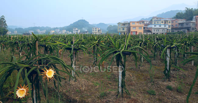 Jardín de frutas, Nanning, Guangxi, China - foto de stock