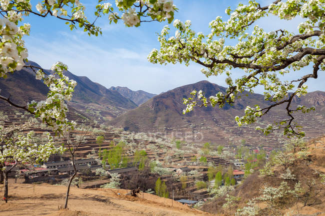 Blossoming tree branches, architecture and mountains at Qinhuangdao, Hebei, China — Stock Photo