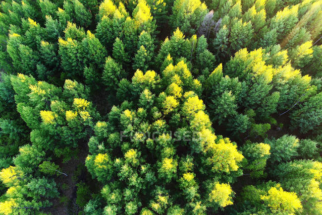 Повітряний вид на високі зелені дерева в красивому лісі — стокове фото