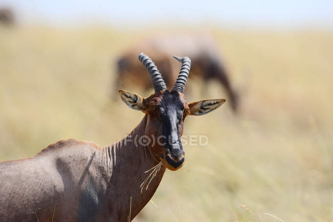 Close-up vista do belo animal alcelafino marrom na vida selvagem — Fotografia de Stock