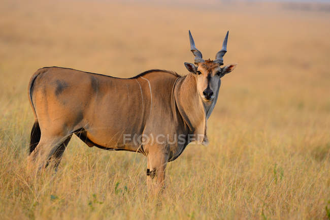 Side view of beautiful brown Eland looking at camera while standing on grass — Stock Photo