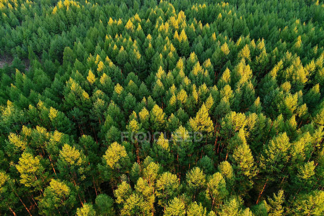 Vista aérea de árvores verdes altas na bela floresta — Fotografia de Stock