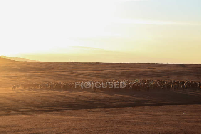 Pâturage du troupeau au Kanas Ranch, Xinjiang, Chine — Photo de stock