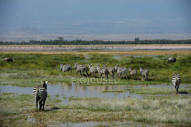 Troupeau de beaux zèbres sauvages dans la réserve nationale du Masai Mara, Afrique — Photo de stock