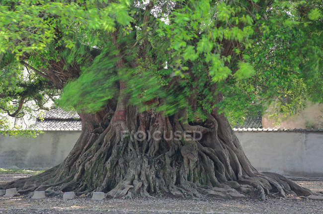 Big tree with roots and green leaves growing on street at sunny day — Stock Photo