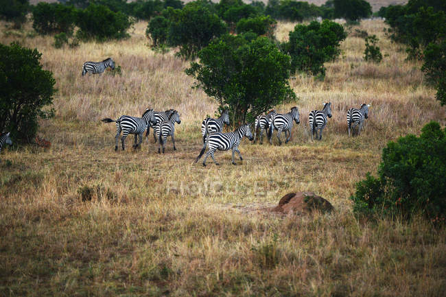 Mandria di belle zebre selvatiche nella Riserva Nazionale Masai Mara, Africa — Foto stock