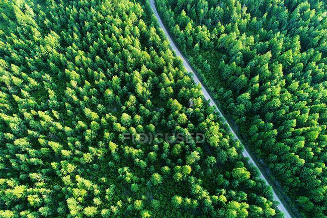 Aerial view of road and tall green trees in beautiful forest — Stock Photo