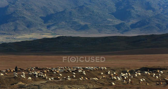 Gregge al pascolo Kanas Ranch, Xinjiang, Cina — Foto stock
