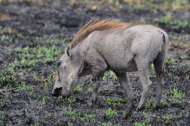 Warthog caccia in fauna selvatica a savana, Africa — Foto stock