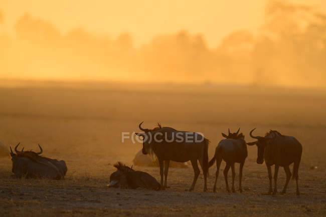 Herde wilder Antilopen auf der Weide bei Sonnenuntergang — Stockfoto