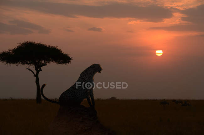 Silhouette of beautiful wild cheetah at scenic sunset in Masai Mara National Reserve — Stock Photo
