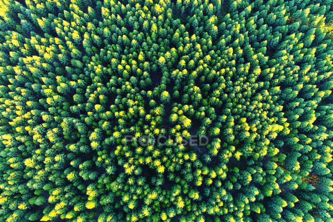 Вид с воздуха на высокие зеленые деревья в красивом лесу — стоковое фото