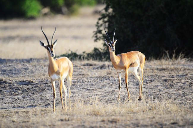 Beautiful antelopes on grassy meadow at Masai Mara National Reserve, Africa — Stock Photo