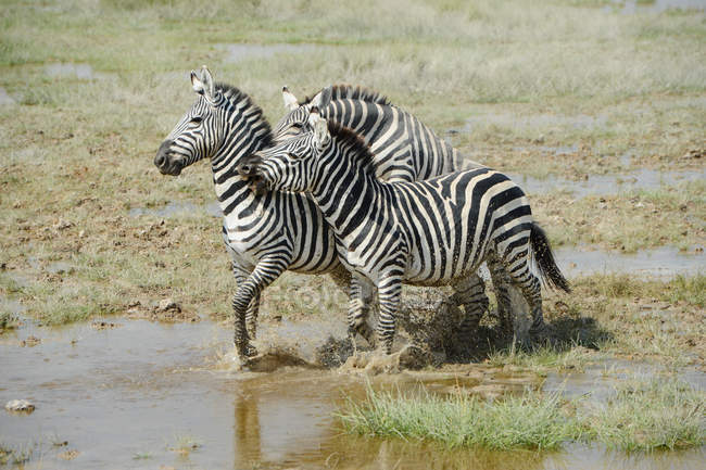 Herde schöner wilder Zebras im Masai-Mara-Nationalreservat, Afrika — Stockfoto