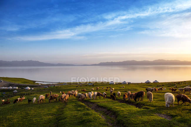 Manada de ovejas pastando en la hierba verde y el paisaje del lago Sailimu de Xinjiang, China - foto de stock